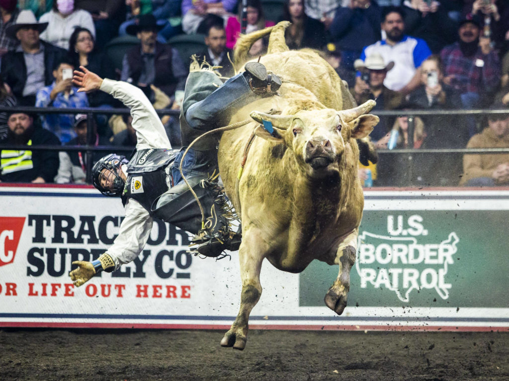 Keyshawn Whitehorse is thrown from his bull during the PBR Everett Invitational at Angel of the Winds Arena on Wednesday, April 6, 2022 in Everett, Washington. (Olivia Vanni / The Herald)

