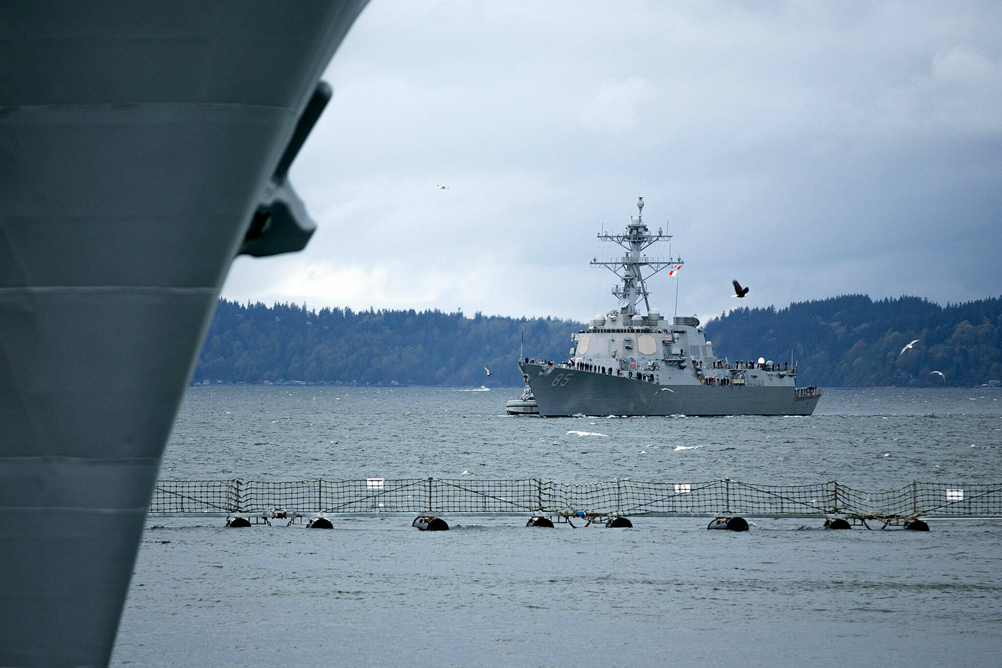 A bald eagle and a flock of seagulls fly past the USS McCampbell as it arrives Friday at Naval Station Everett. (Ryan Berry / The Herald)