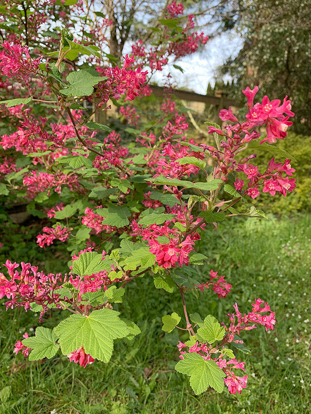 The native flowering currant can tolerate a variety of conditions, and provides vivid spring color. (Herald photo)