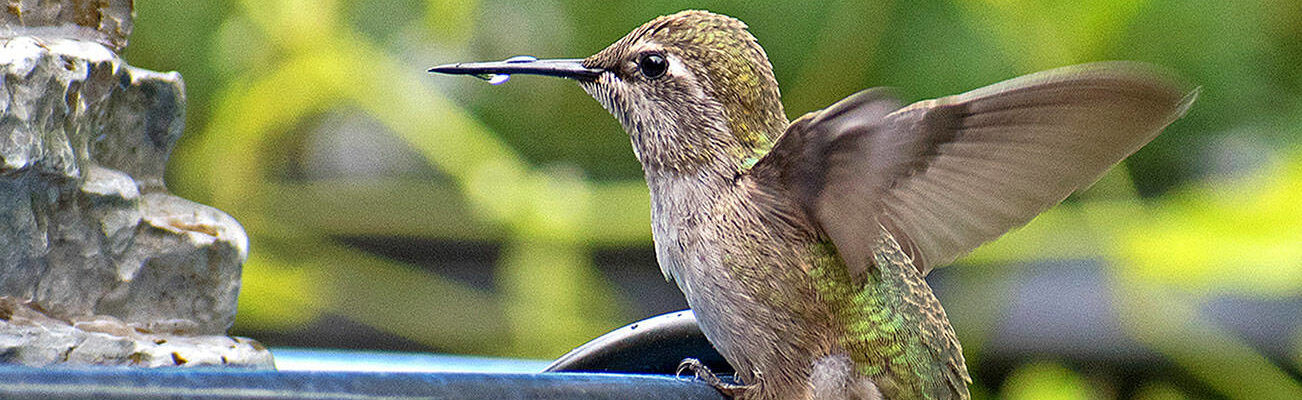 Annas hummingbird