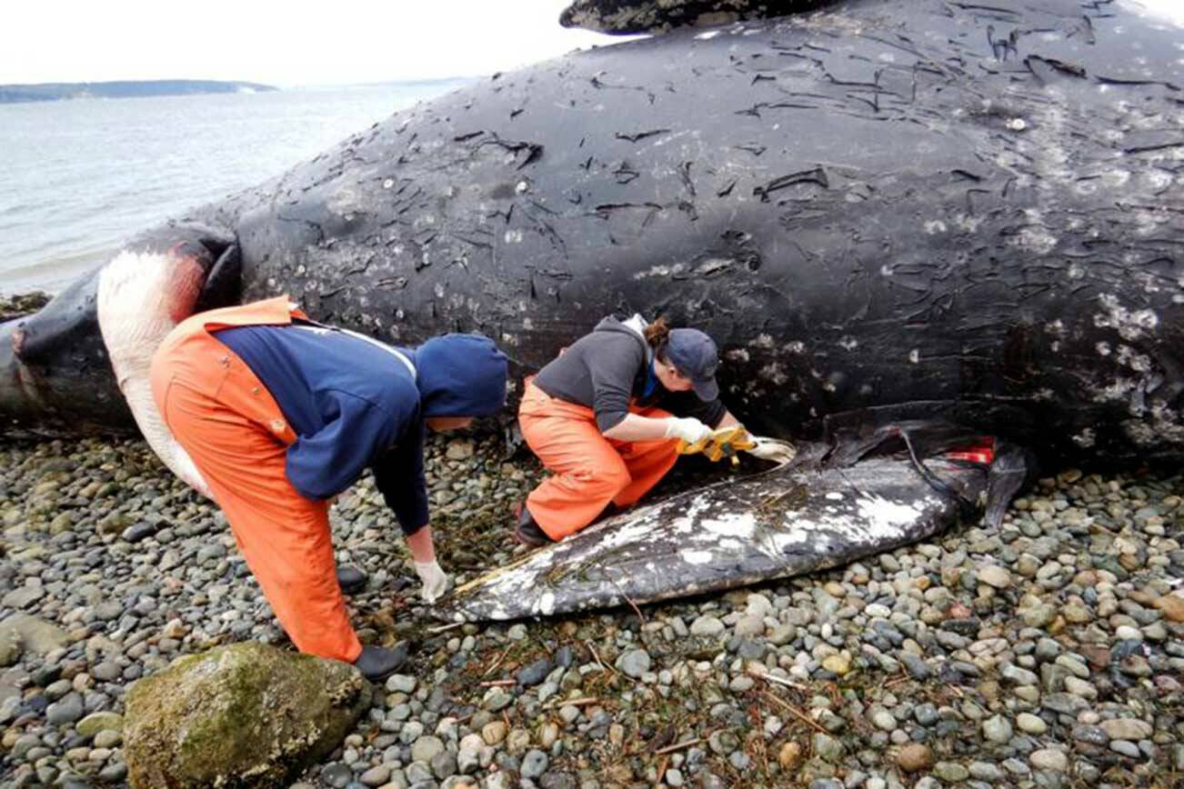 Researchers and volunteers recently examined a dead gray whale found on a Camano Island beach. (Cascadia Research Collective) 20220411