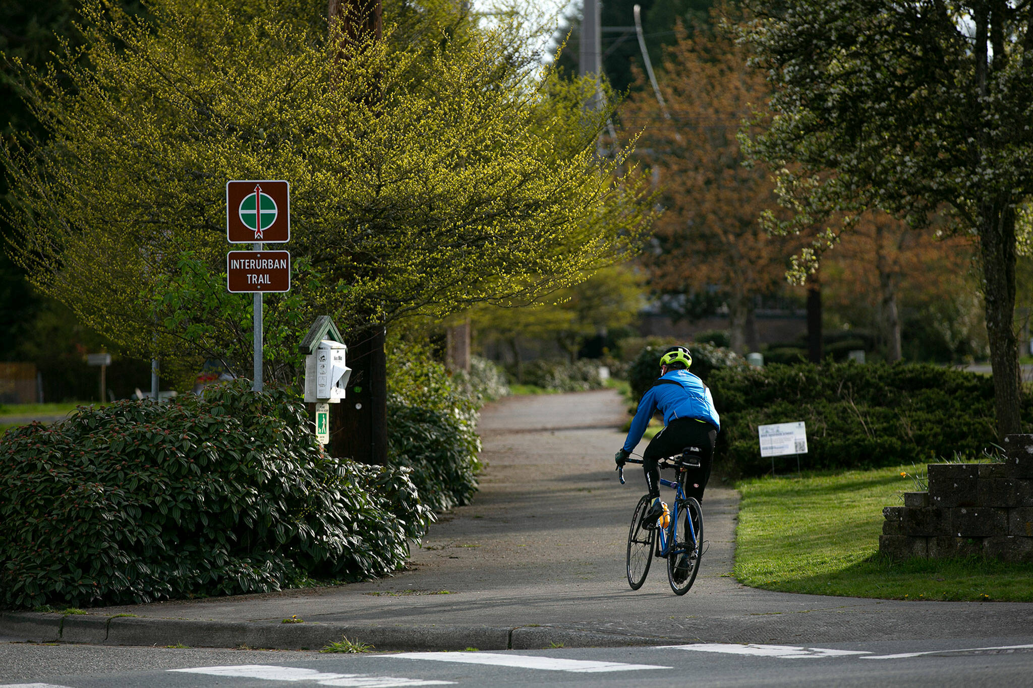 A cyclist crosses Madison Street along the Interurban Trail on Thursday in Everett. The City of Everett is considering adding bike lanes to Madison Street to connect the Interurban Trail to other bike routes in the area. (Ryan Berry / The Herald)