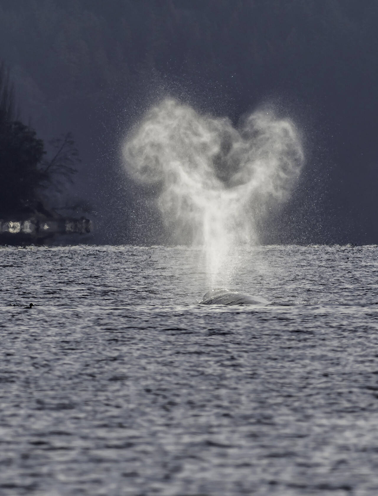 A gray whale blows mist into the air near Holmes Harbor, off Greenbank, Whidbey Island, in March 2021. (Bob VohDrachek)