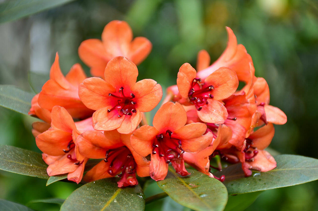 Northwest gardeners have plenty of options for orange and yellow rhodies. (Getty Images)