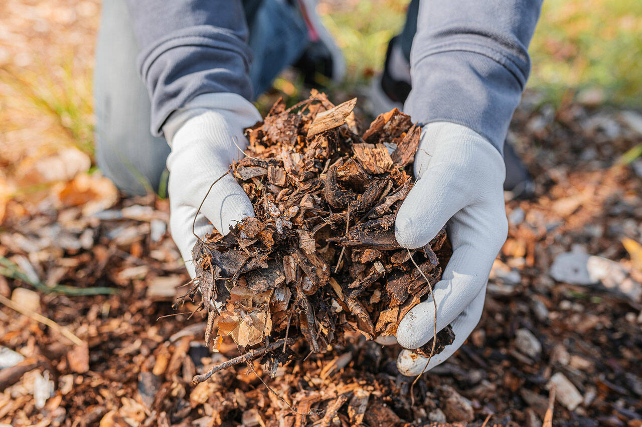 Mulch suppresses weeds, feeds your plants and helps eliminate the need for garden chemicals. (Getty Images)