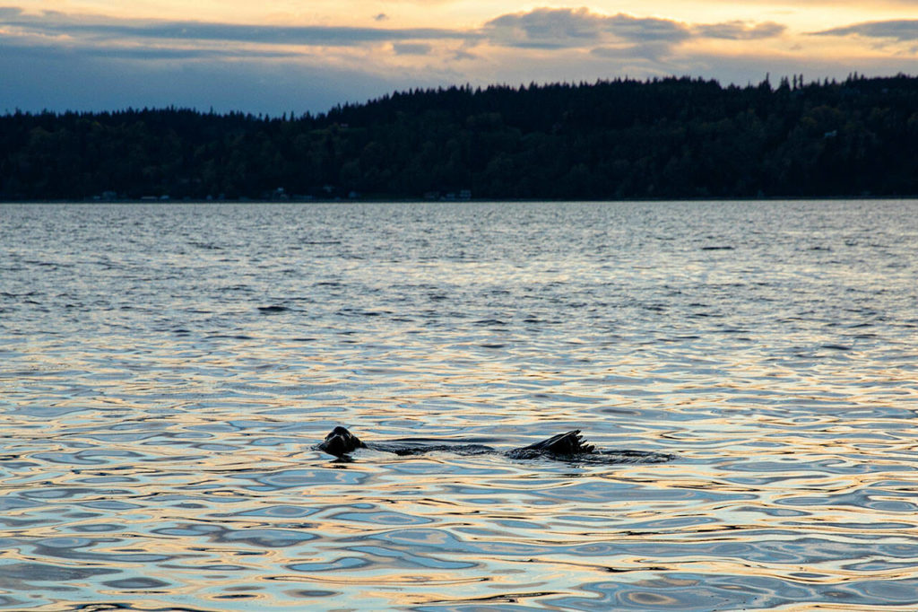 A sea lion pops its head out of the water along the beaches of Mukilteo as the sun sets April 13. (Ryan Berry / The Herald)
