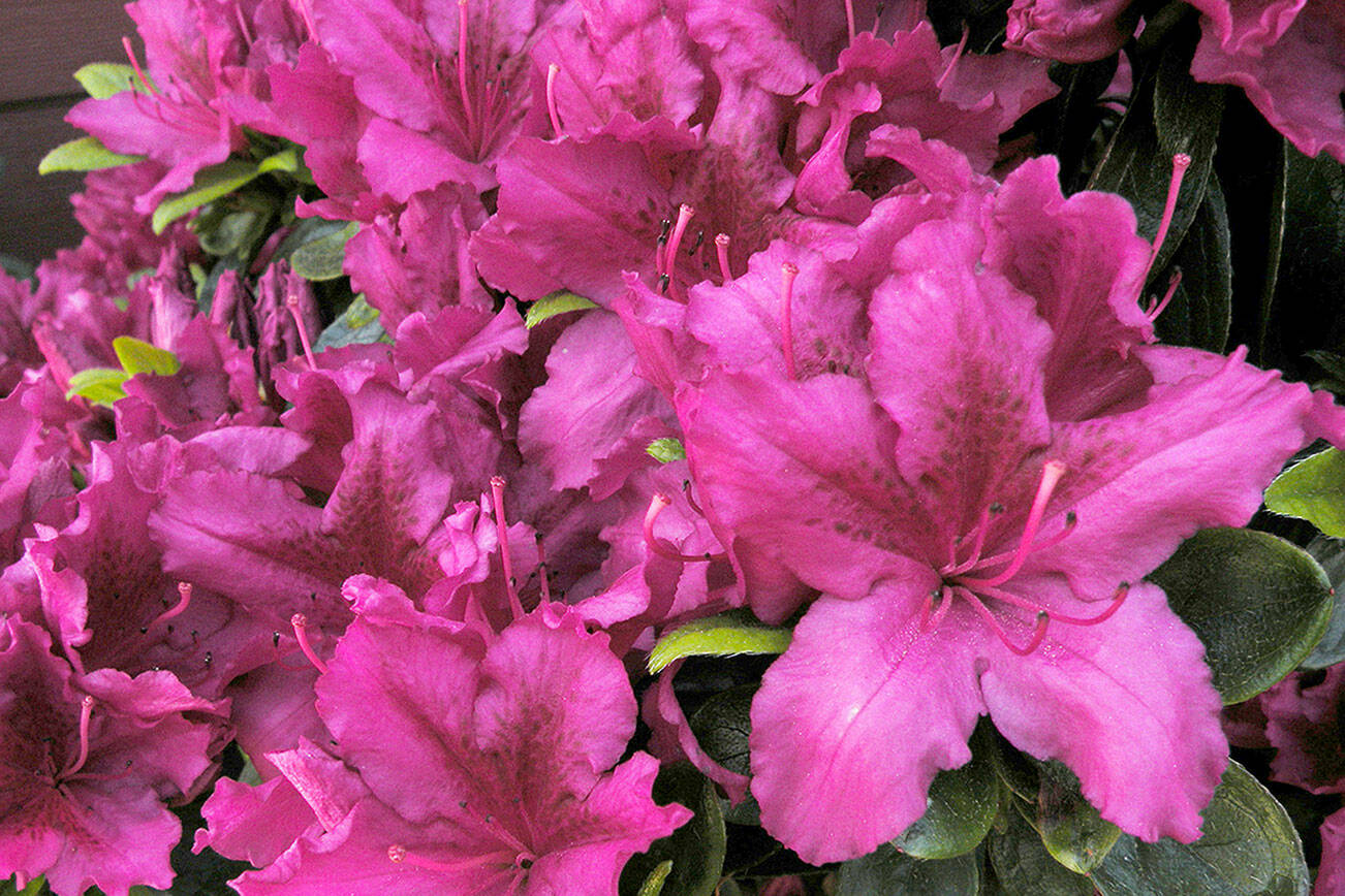 Rhododendron ‘Girard’s Fuchsia’