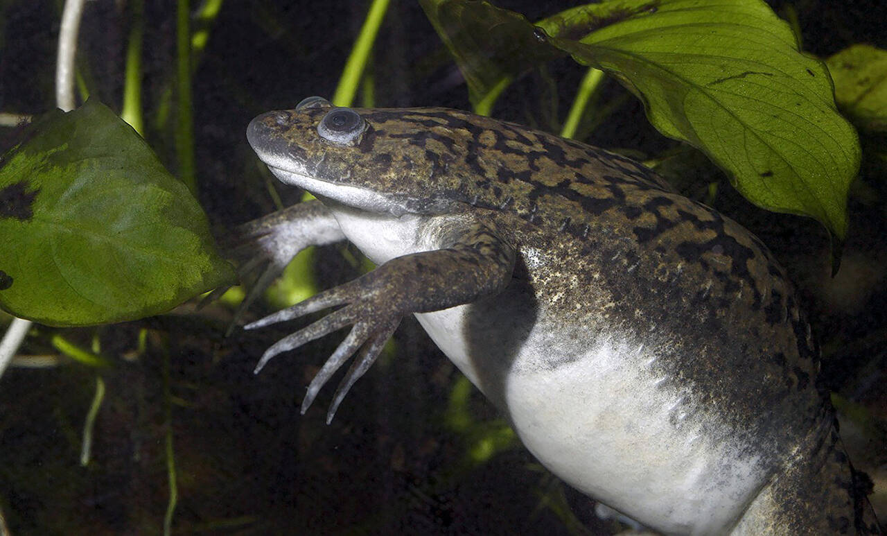 African clawed frogs were initially brought into the United States to be used in pregnancy tests and later became pets. (Smithsonian National Zoo)