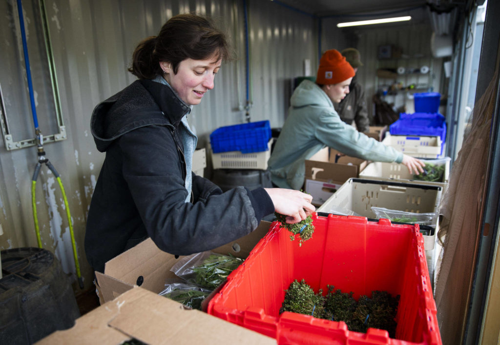 Sarah Alper packs a Community Supported Agriculture box at Lowlands Farm on May 10 in Snohomish. (Olivia Vanni / The Herald)
