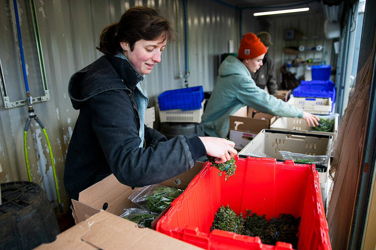 Sarah Alper works on packing a Community Supported Agriculture box at Lowlands Farm on Tuesday, May 10, 2022 in Snohomish, Washington. (Olivia Vanni / The Herald)