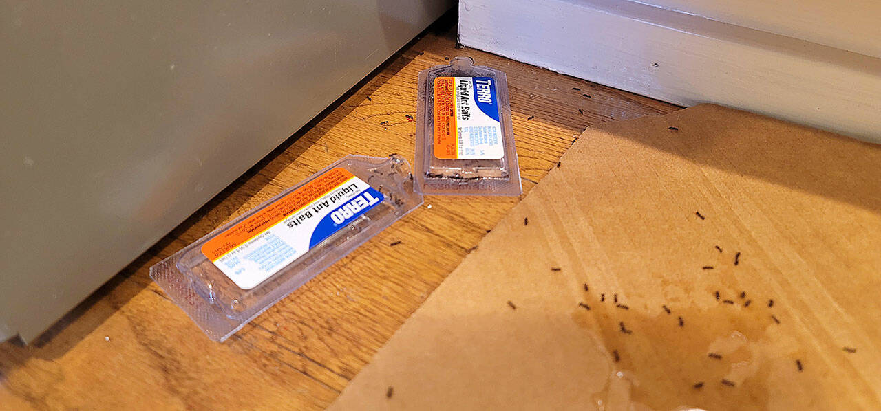 After trying many solutions, liquid bait proved to be the ultimate weapon in a war against ants. (Jennifer Bardsley)