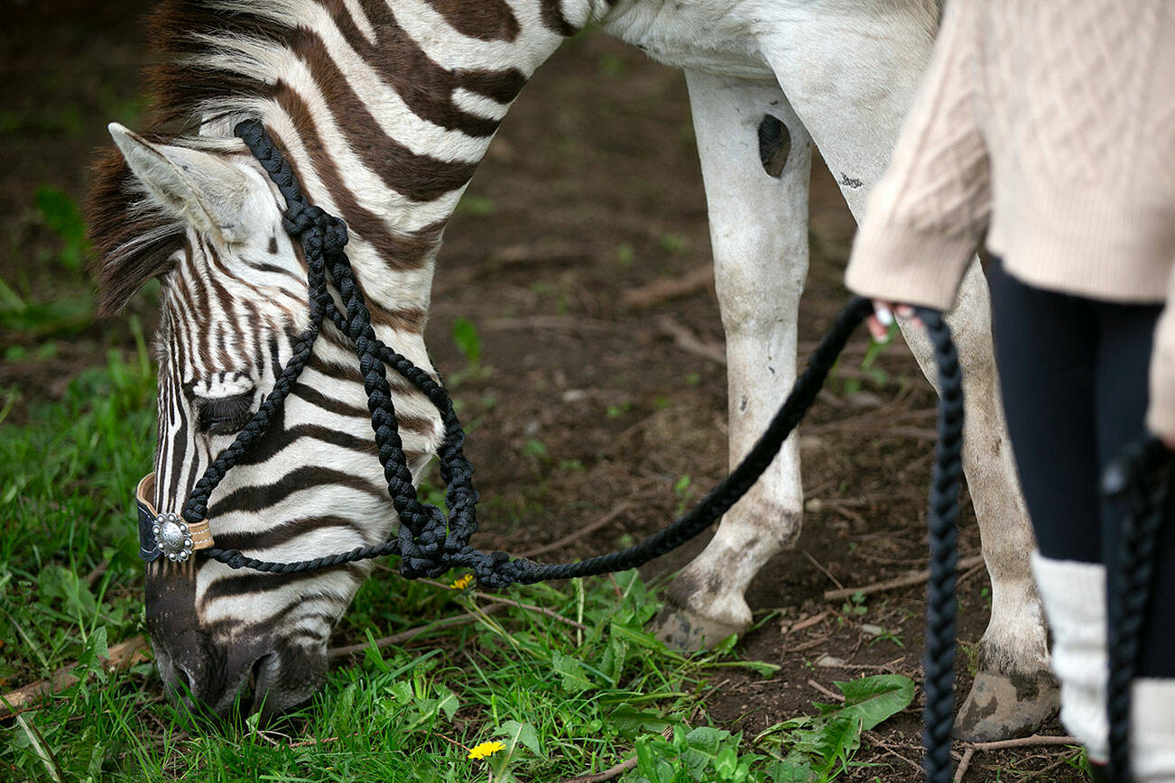 Norris the plains zebra grazes on some grass Wednesday, May 4, 2022, at Flying M Ranch and Horses in Lake Stevens, Washington. (Ryan Berry / The Herald)