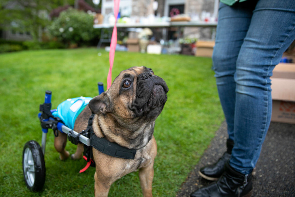 Benji the French bulldog hangs out at the Church of Pug’s garage Saale during the Mill Creek community garage sale Saturday in Mill Creek. (Ryan Berry / The Herald)
