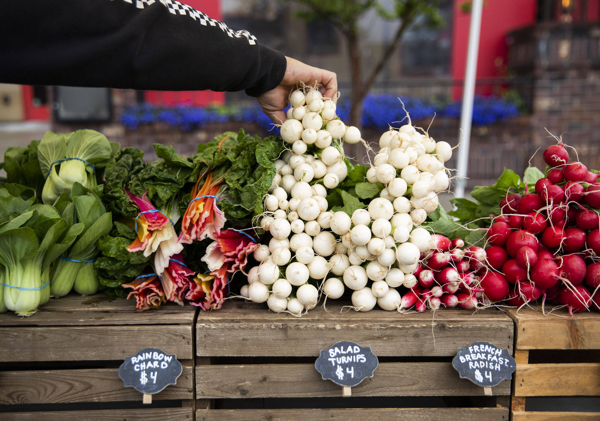 A customer picks up a bundle of salad turnips at the Radicle Roots Farm booth at the Snohomish Farmers Market on Thursday. (Olivia Vanni / The Herald)