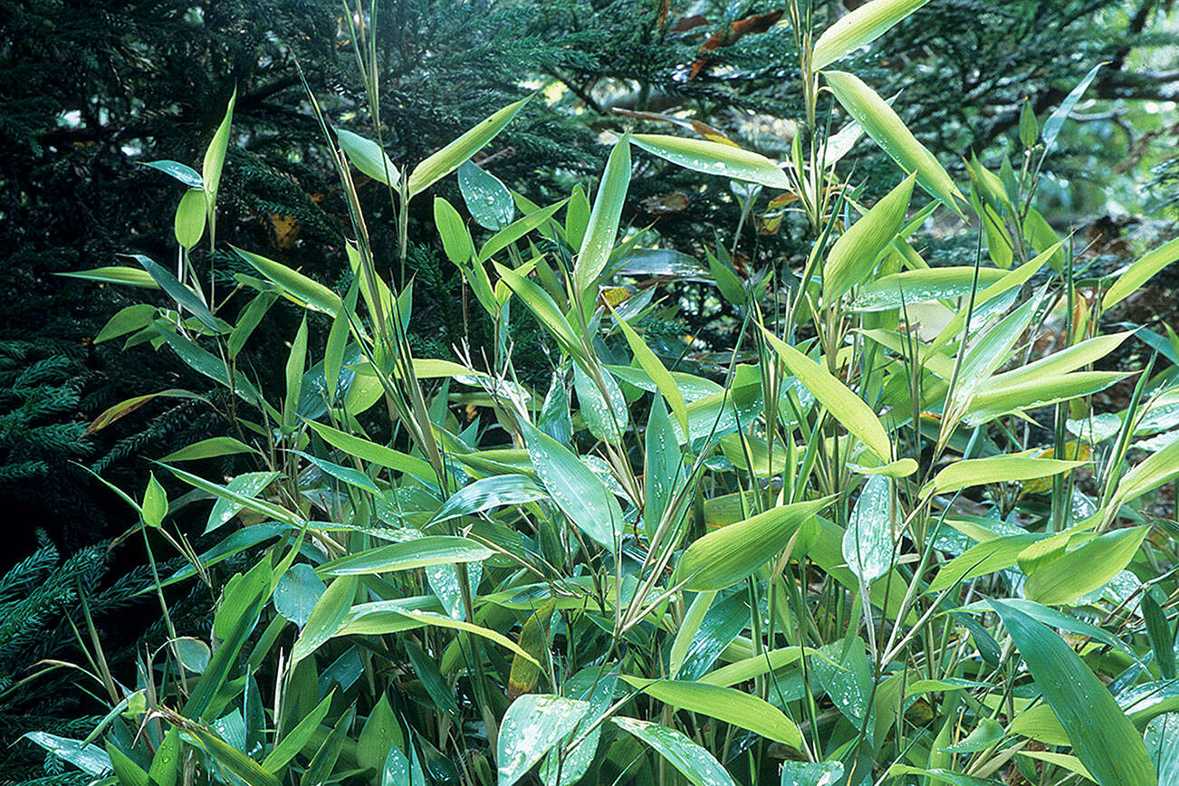 Shibataea kumasasa, aka zig-zag bamboo, is one of the finest small garden bamboos. (Richie Steffen)
