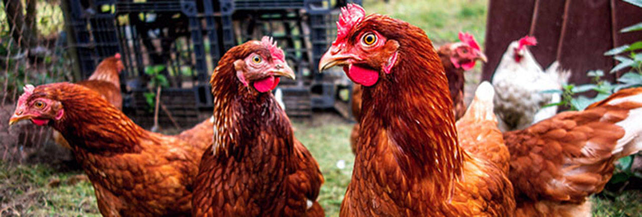 (U.S. Department of Agriculture)