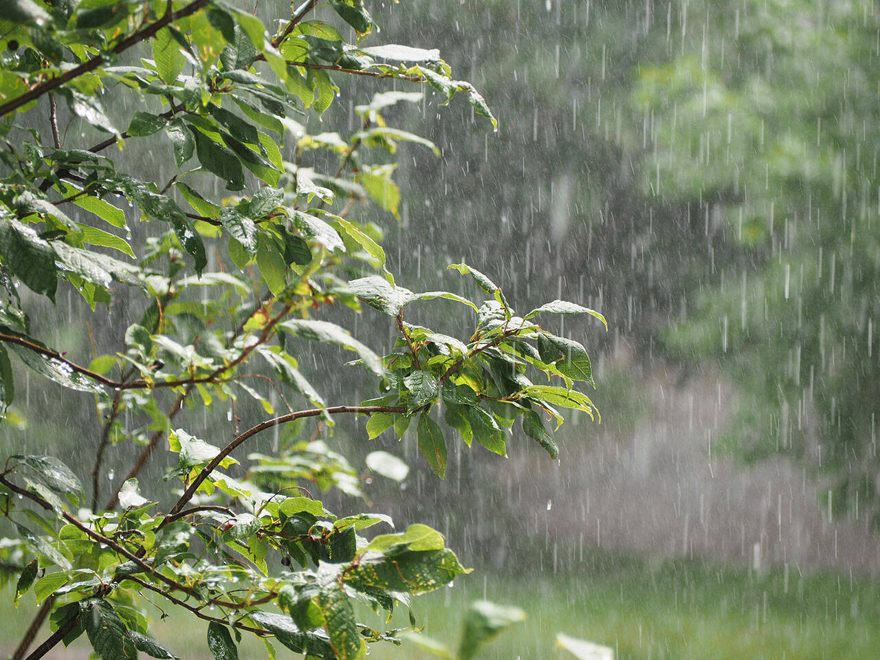 The weather has been uncooperative, but a couple of sunny days will put gardeners back on track. (Getty Images)