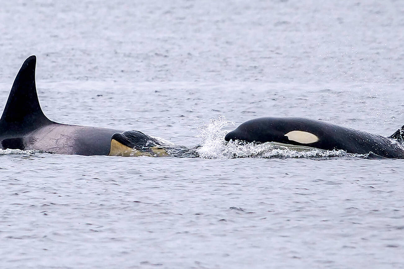 A pod of transient orcas, known as T124As, surfacing near Tacoma. (Craig Craker/Orca Network)