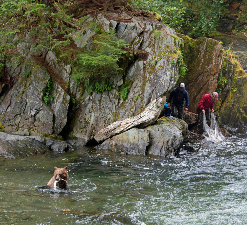 As nets are cast into Sweetheart Creek, south of Juneau, Alaska, a fellow salmon eater makes its own catch. (Amy Gulick)
