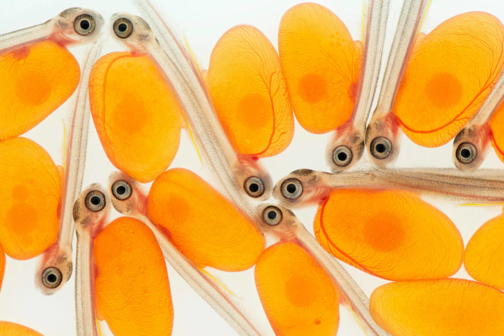 Newly hatched salmon — at a hatchery in Issaquah — retain the egg’s yolk sac as a nutrient-rich “lunch bag.” (Amy Gulick)
