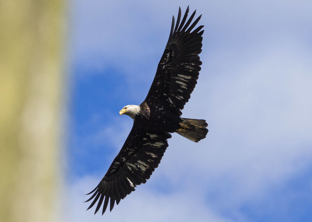 A bald eagle flies over Howarth Park on its way back to its perch April 22 in Everett. (Olivia Vanni / The Herald)
