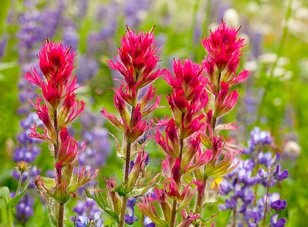 Purple lupine growing amid Indian paintbrush at Mount Rainier National Park. (Getty Images)
