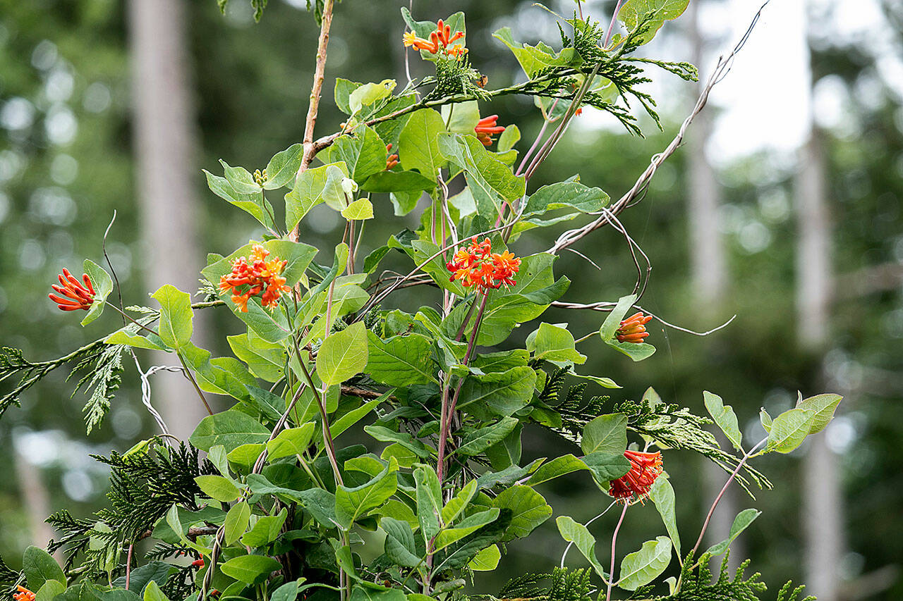 Lonicera ciliosa, commonly called orange honeysuckle or western trumpet vine. (Richie Steffen)