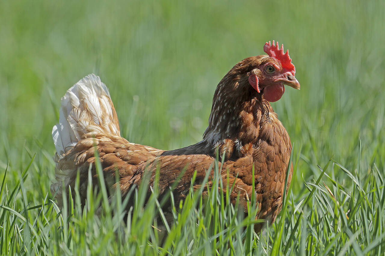 This 2020 photo shows an chicken in a pasture at Wilcox Family Farms in Roy, Washington. (AP Photo/Ted S. Warren, file)
