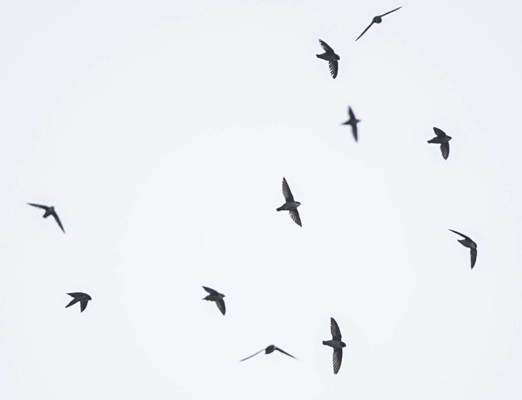 A handful of Vaux’s swifts circle the chimney at the Frank Wagner Elementary School in Monroe. (Olivia Vanni / The Herald)
