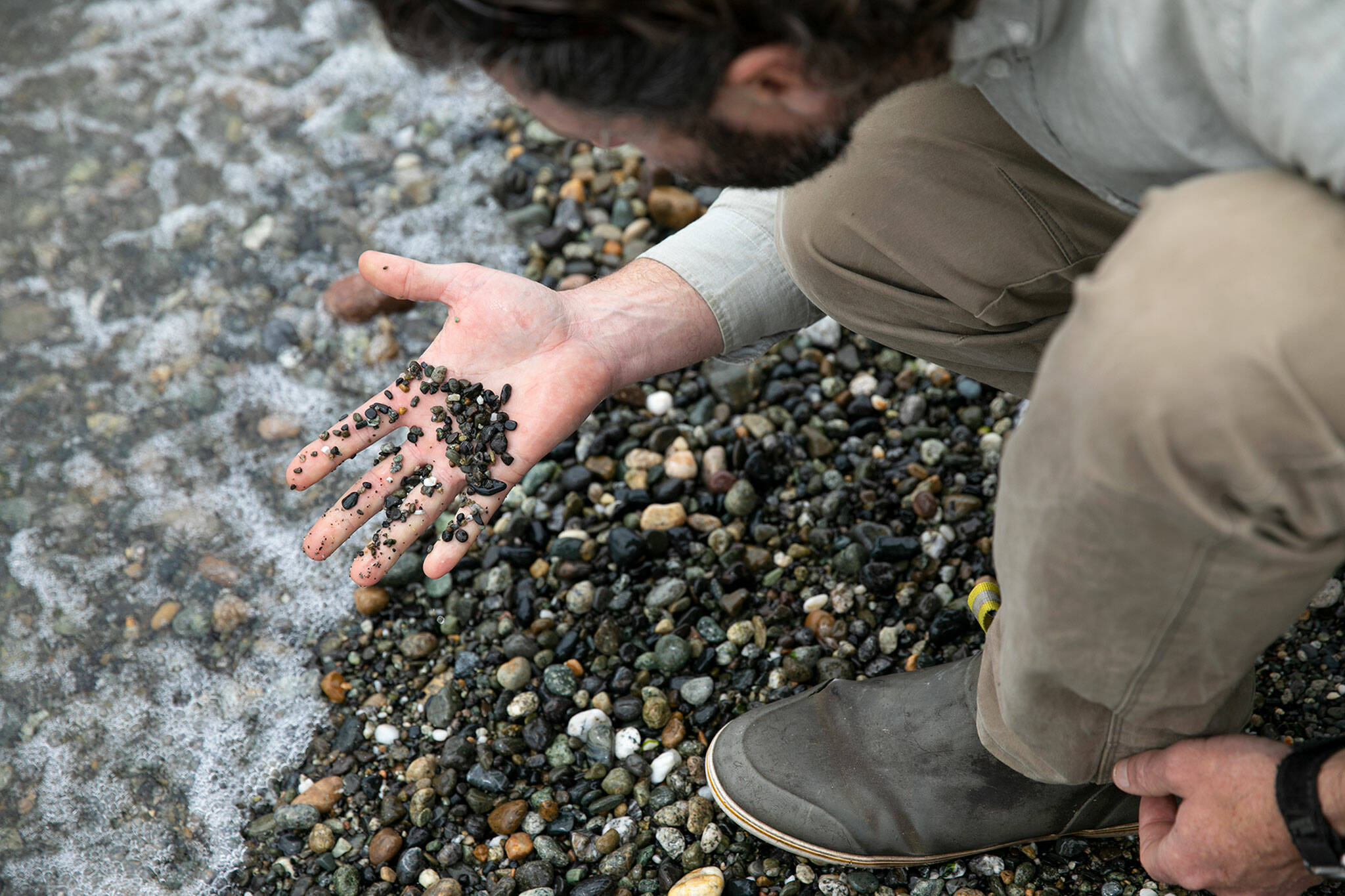 Ryan Elting, conservation director at the Whidbey Camano Land Trust, combs through rocks on the shore on June 10 at the site of the Keystone Preserve near Coupeville. (Ryan Berry / The Herald)