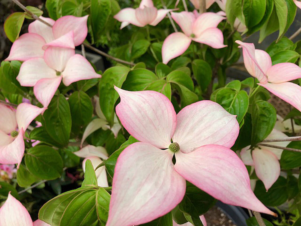 The flowers of the rosy teacup dogwood can last three weeks or more, depending on weather.