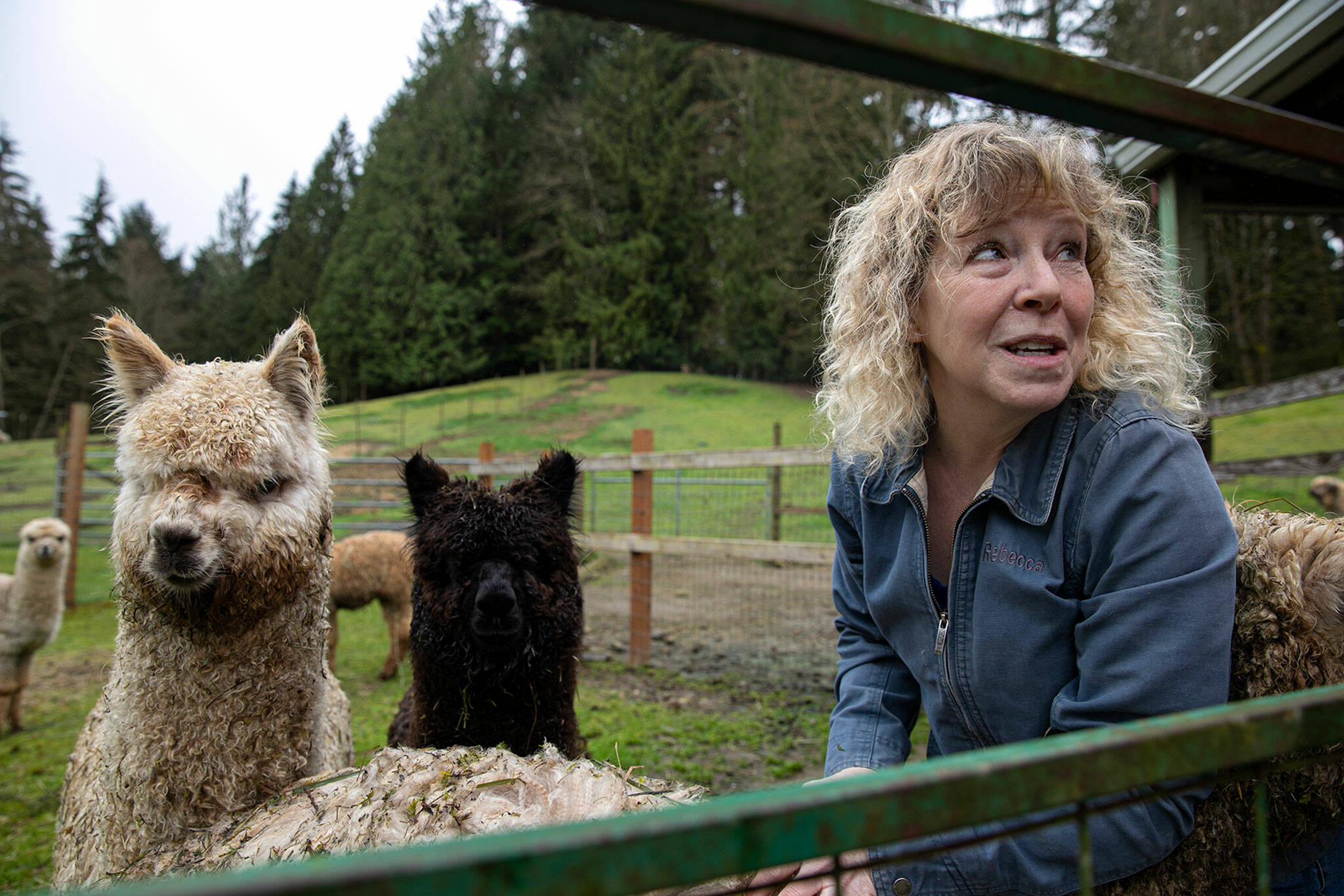 Rebecca Suryan, an alpaca breeder of over 20 years, gets in the pen with some of her younger male animals Monday, March 28, 2022, at Alpacas from MaRS in Snohomish, Washington. Males and females are kept separate because unlike most animals, they do not have a breeding season and will reproduce any time of the year if left together. The alpacas are herd animals, so they are kept in groups of three or more on the farm. (Ryan Berry / The Herald)