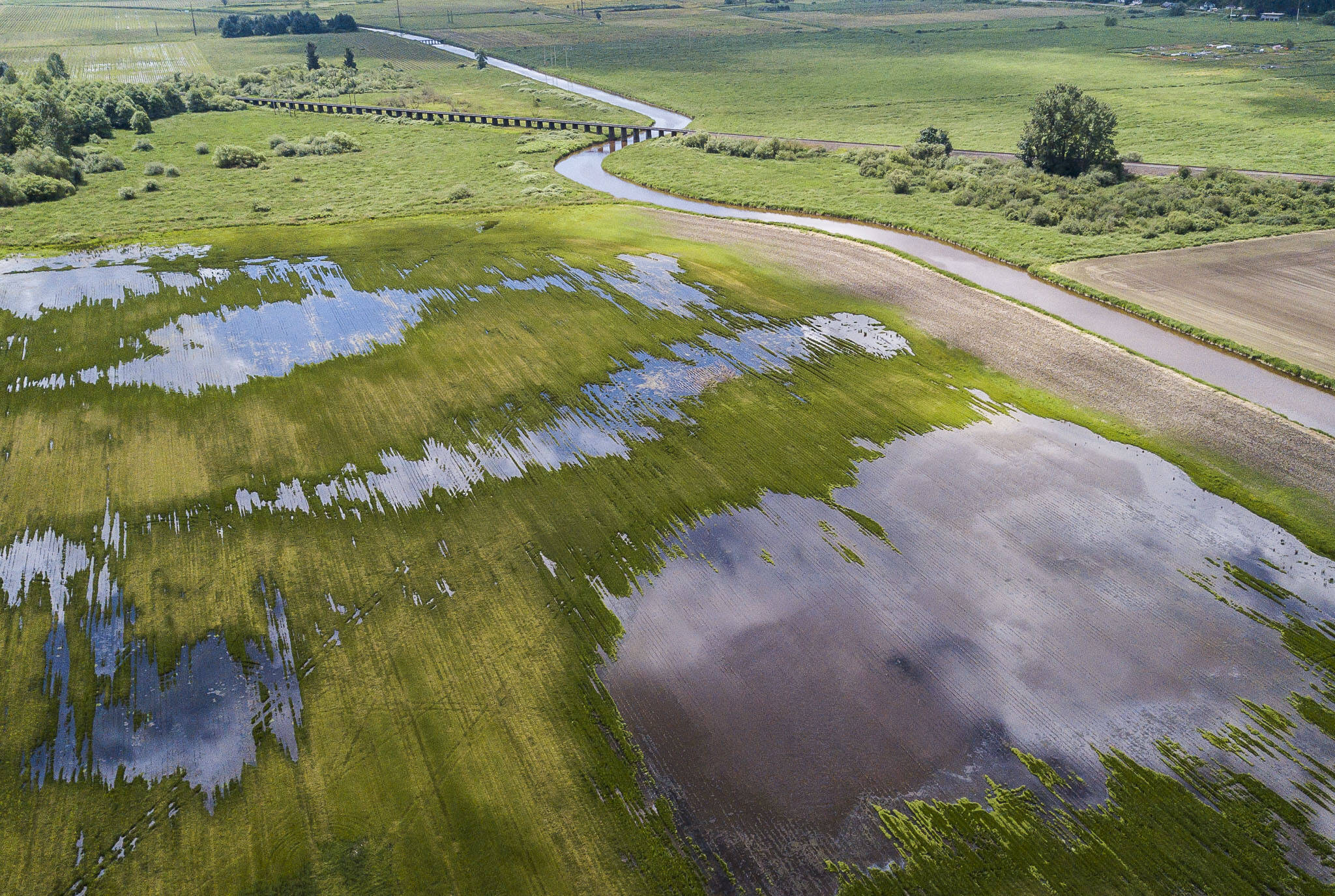 Standing water covers part of a field in the Snohomish River Valley. (Olivia Vanni / The Herald)
