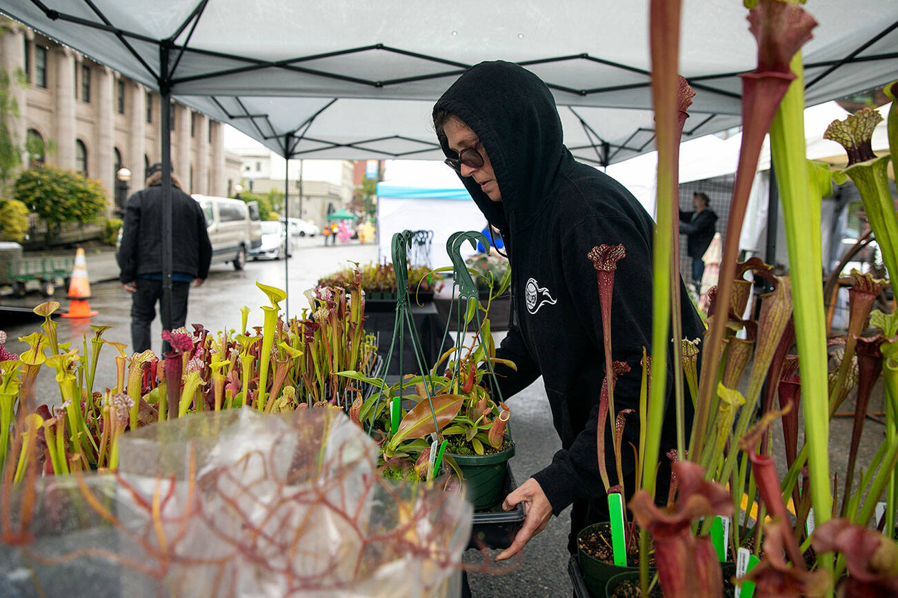 Phaedra Dunko, of Courting Frogs Nursery in Stanwood, brings out tray after tray of pitcher plants and other carnivorous plants as vendors prepare for Sorticulture Garden Arts Festival Thursday, June 9, 2022, on Colby Avenue in downtown Everett, Washington. (Ryan Berry / The Herald)