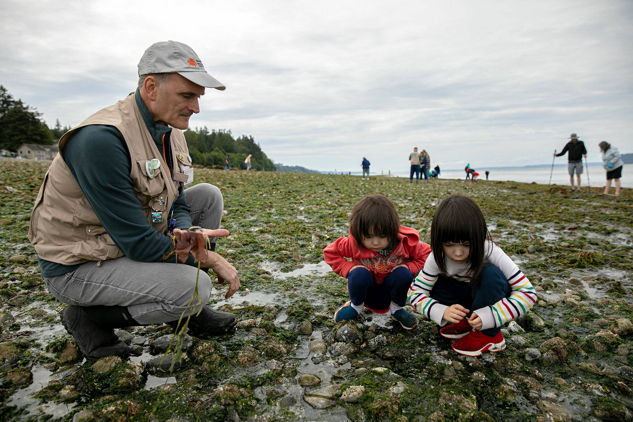 WSU Extension Beach Walker Tim Ellis helps Luna and Alia Rexwinkle, 3 and 5, respectively, identify creatures they found during the lowest tide in the girls’ lifetimes Wednesday at Lighthouse Park in Mukilteo. (Ryan Berry / The Herald)