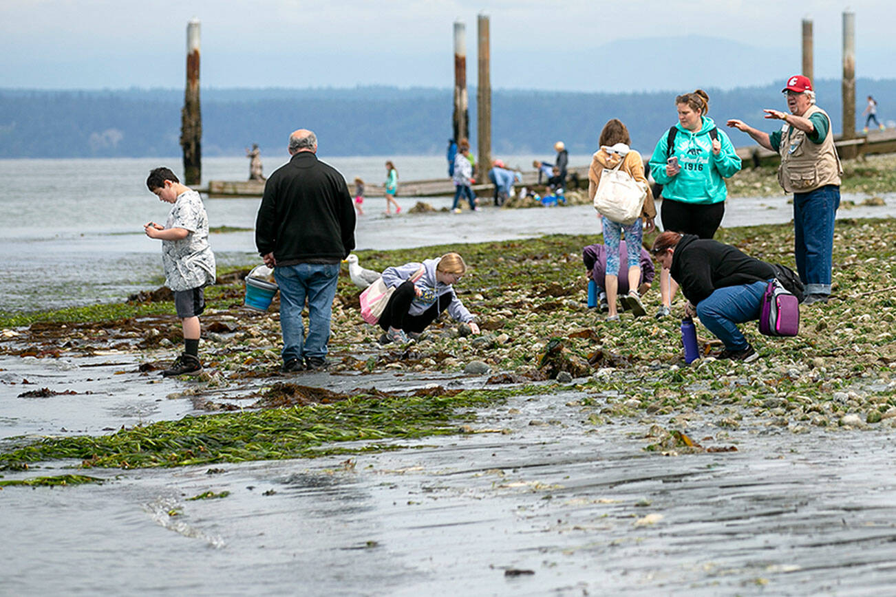 People venture out towards exposed eelgrass beds during the lowest tide in over a decade Wednesday, June 15, 2022, at Lighthouse Park in Mukilteo, Washington. (Ryan Berry / The Herald)