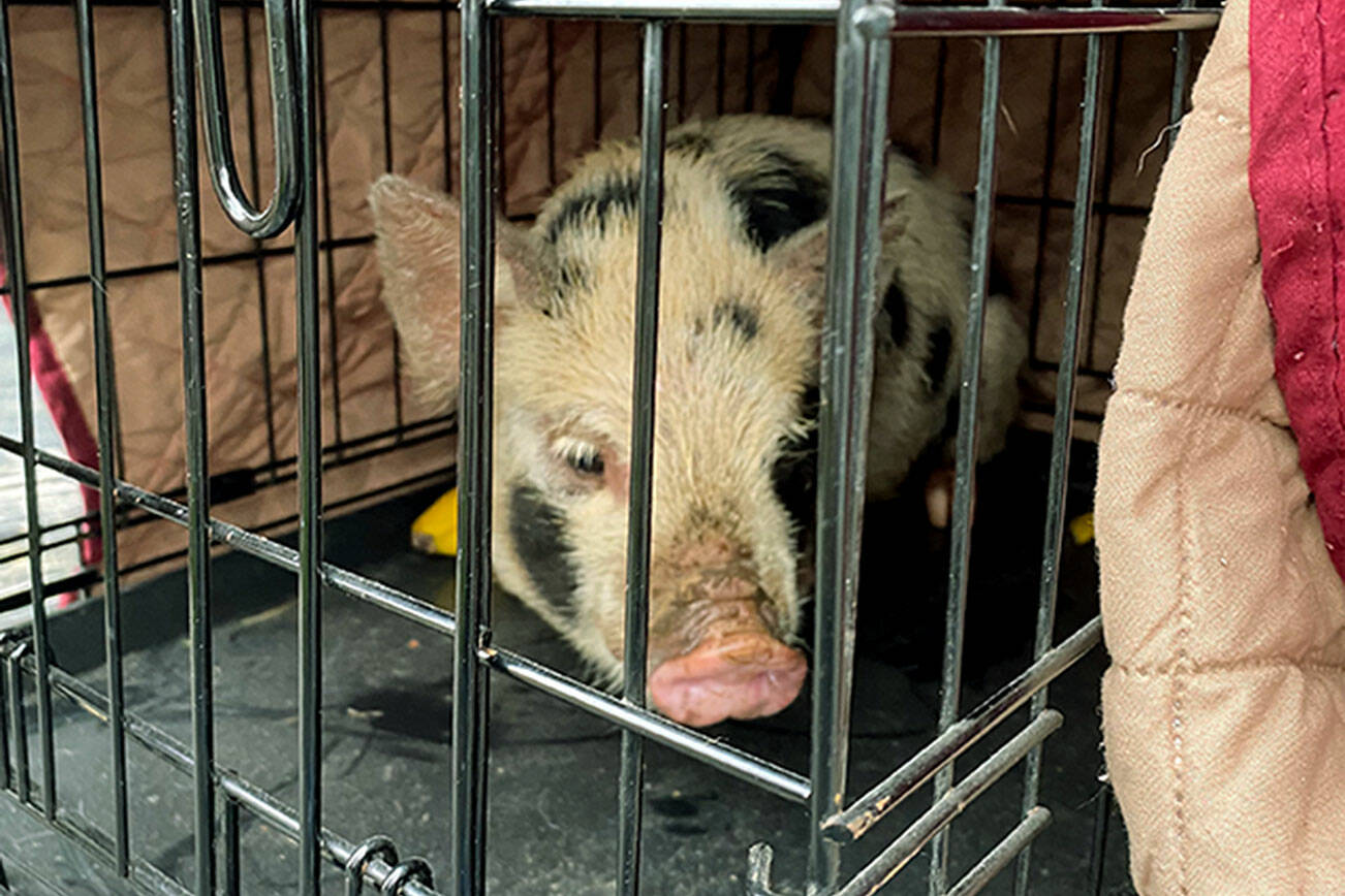 "Freedom Pig" ran wild in Arlington for close to a week. A group effort led to it's capture. (Photo provided)