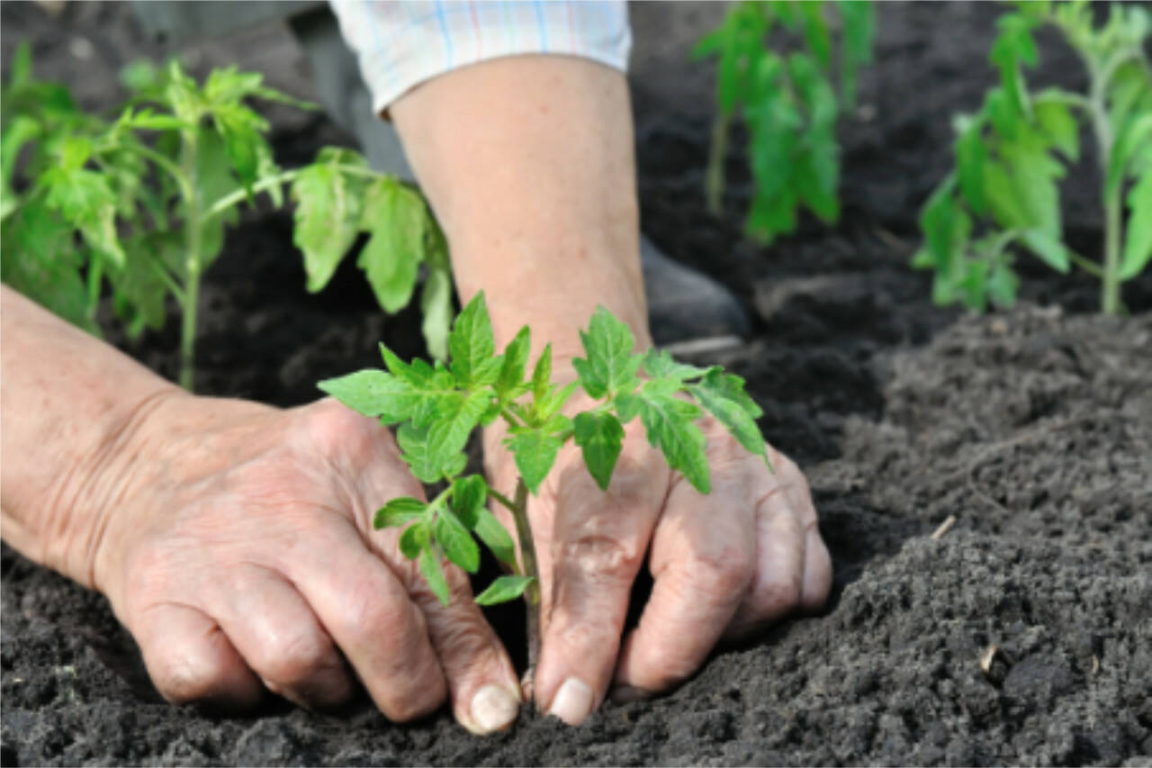 When planting, be sure to beef up the soil with plenty of organic material, such as bagged compost, and add generous amounts of organic fertilizer. (Getty Images)