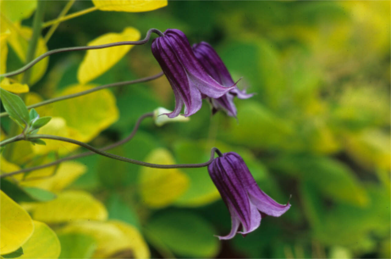 Clematis ‘Rooguchi.’ (Richie Steffen)