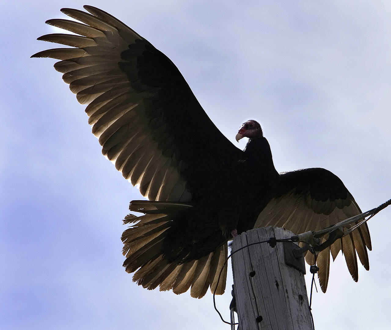 A turkey vulture flaps its wings on a utility pole in southwest Washington. Turkey vultures are often spotted along Highway 14, on the Washington side of the Columbia Gorge, which serves up roadkill for them to eat. (The Columbian)