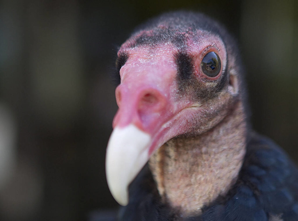 Turkey vultures’ pervious nostrils are among the features that help them feed on carrion. (The Columbian)
