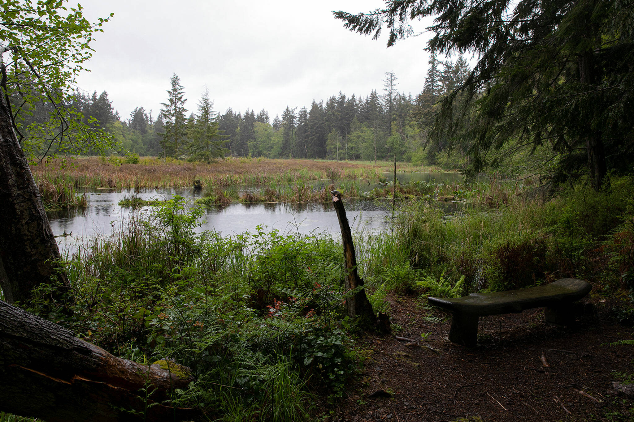 A bench overlooks Fen Pond at Earth Sanctuary on Whidbey Island. (Ryan Berry / The Herald)