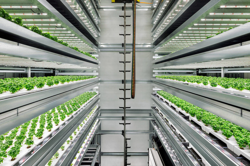 Trays of plants stacked high inside one of Infarm&rsquo;s vertical farms. (Infarm)
