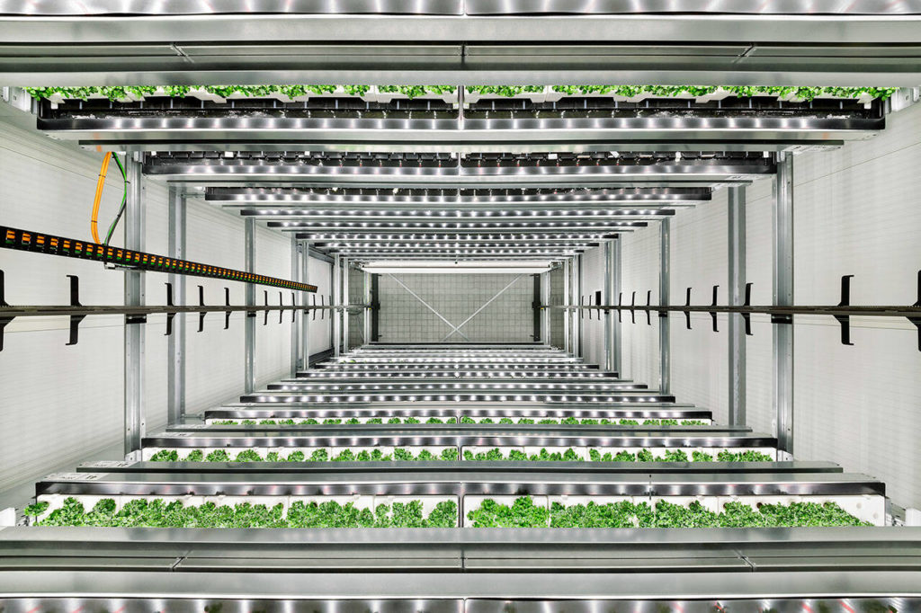 Trays of plants stacked high inside one of Infarm&rsquo;s vertical farms. (Infarm)

