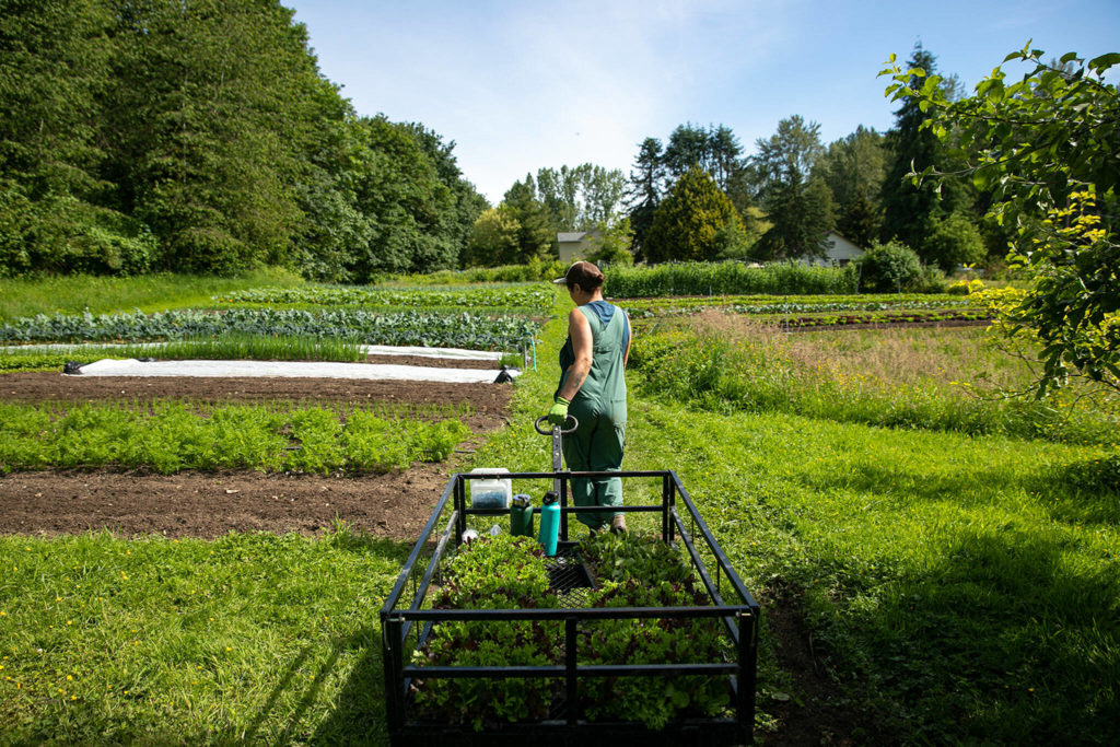 Allie Leiser pulls a cart full of young vegetables to be planted on June 21, at Radicle Roots Farm in Snohomish. (Ryan Berry / The Herald)
