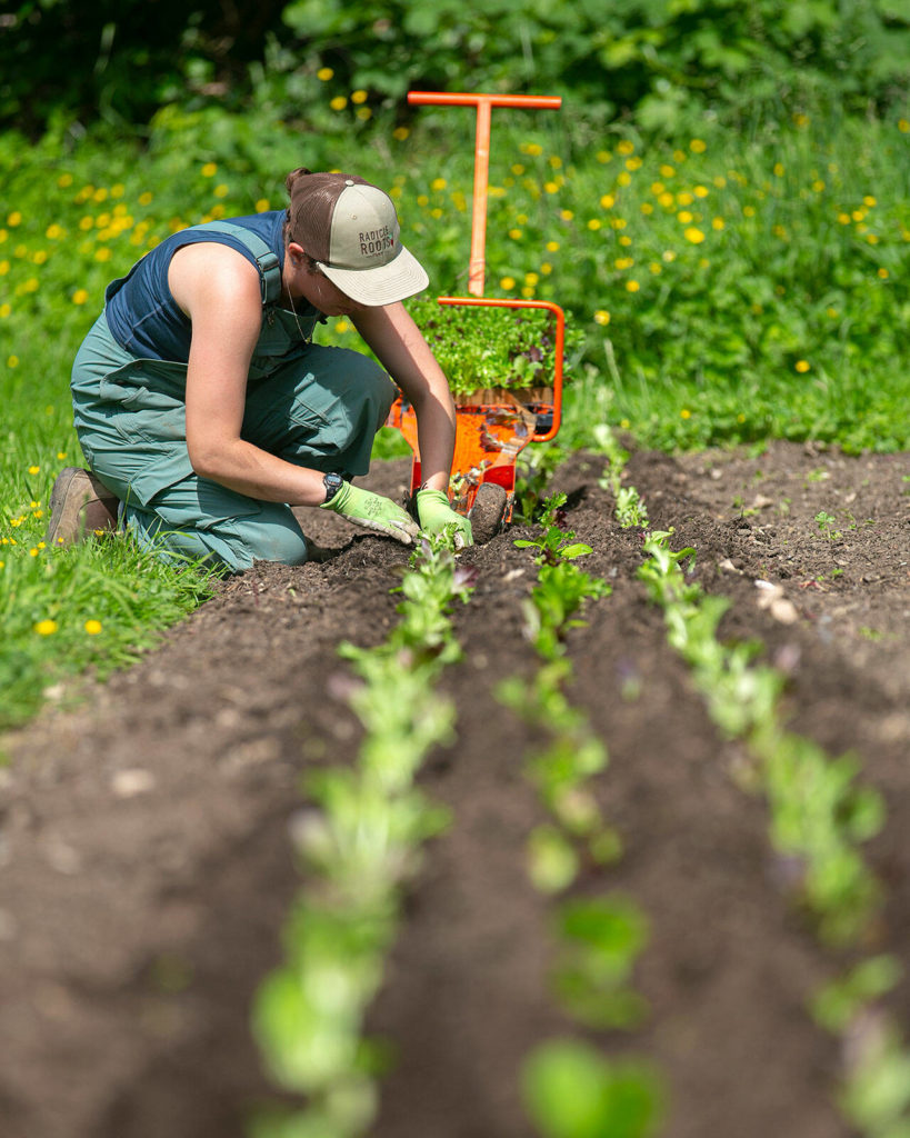 Allie Leiser works on planting a row of vegetables on June 21, at Radicle Roots Farm in Snohomish. (Ryan Berry / The Herald)
