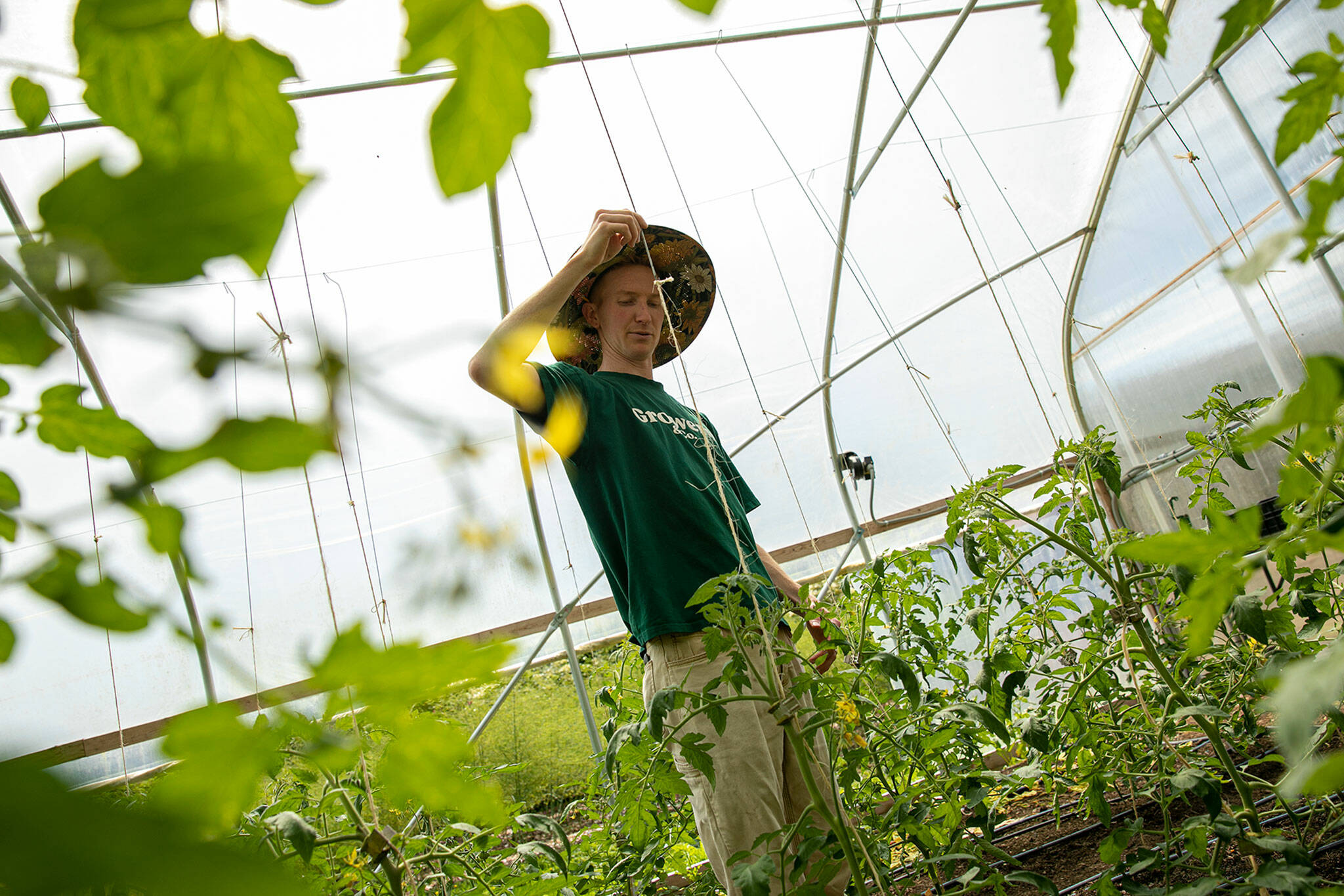 James Berntson shows how his farm uses a trellis system to control tomato plants on June 21, at Radicle Roots Farm in Snohomish. (Ryan Berry / The Herald)