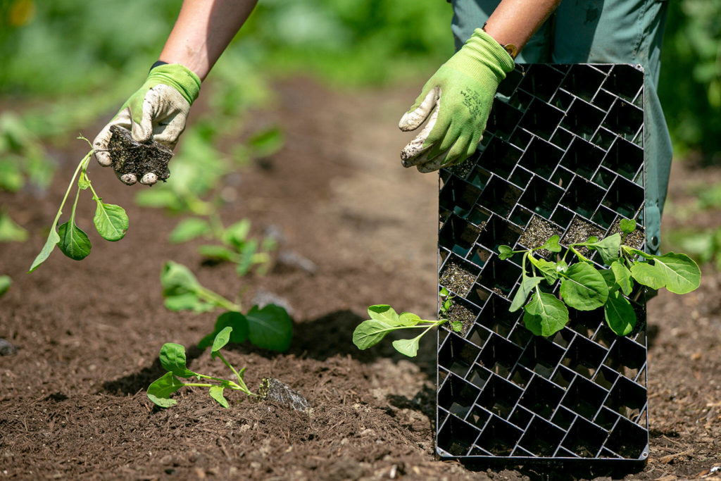 Allie Leiser lays out Brussels sprouts for planting on June 21, at Radicle Roots Farm in Snohomish. (Ryan Berry / The Herald)
