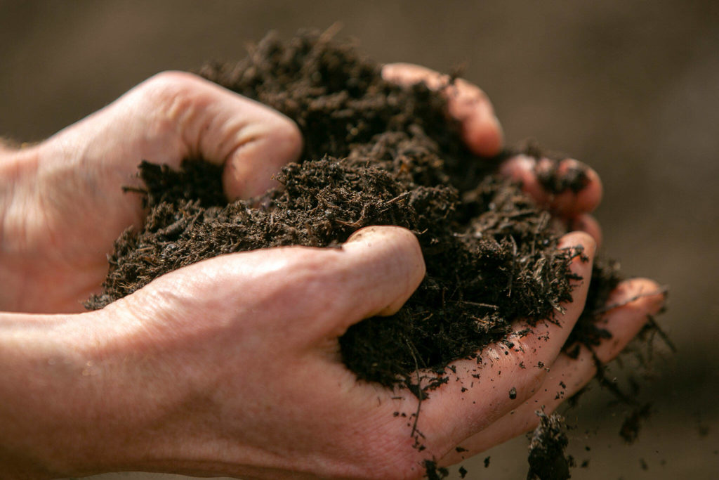 James Berntson holds a handful of compost on June 21, at Radicle Roots Farm in Snohomish. (Ryan Berry / The Herald)
