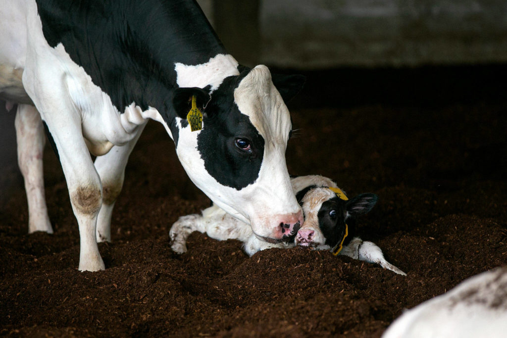 A mother cow licks her newborn calf at Werkhoven Dairy on June 17 in Monroe. (Ryan Berry / The Herald)
